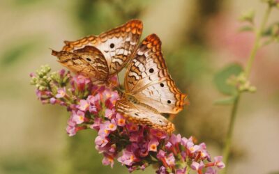 Emoties, gevoelens & gedachten